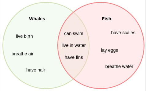 Venn Diagram comparing and contrasting whales and fish