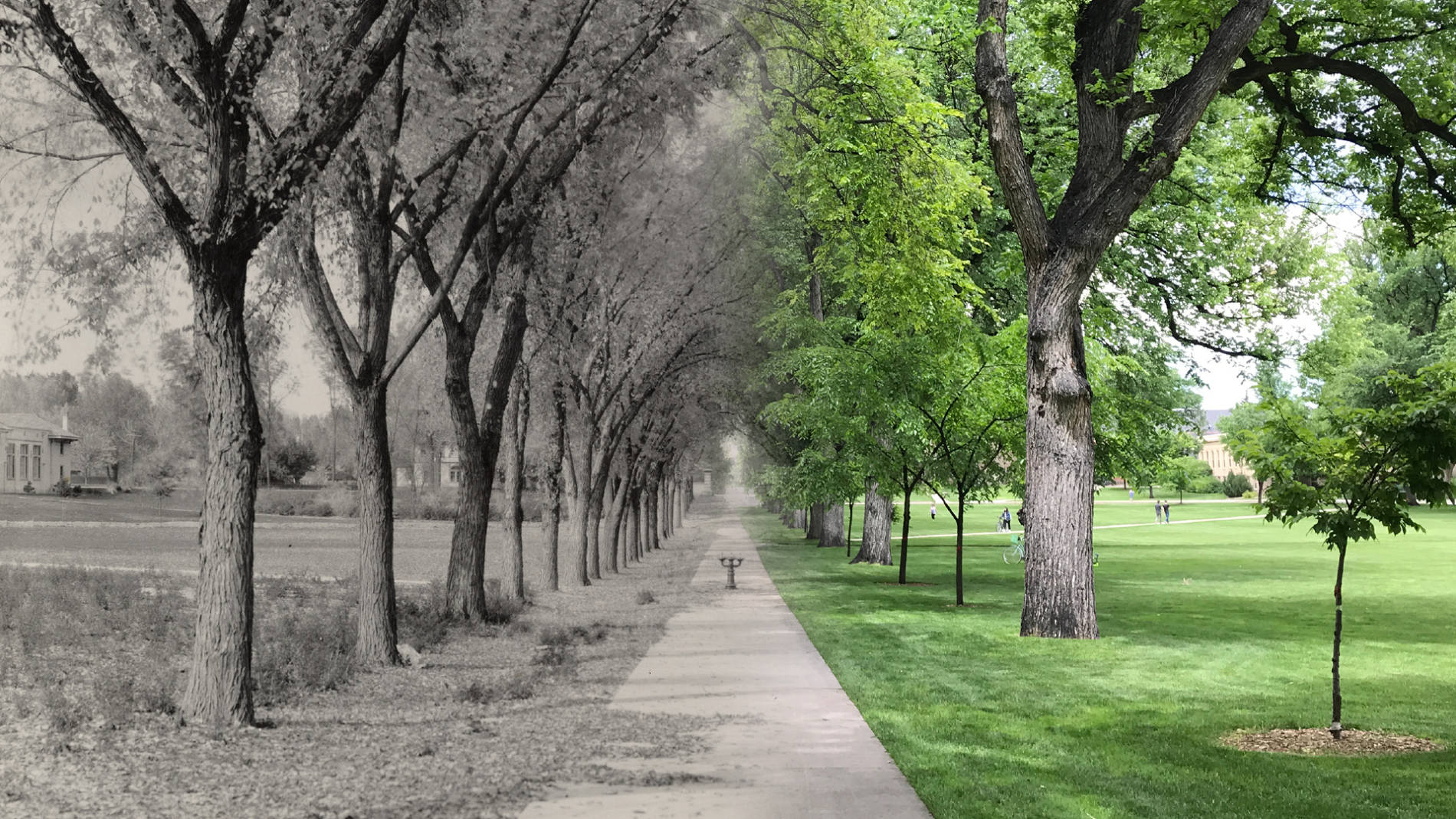CSU's historic oval with a black-and-white and dated version on the left, merging into a green a more modern view on the right